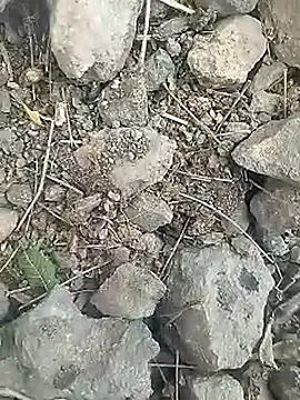 Desi_boy_fuck model from sc